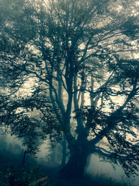 istock Trees in the Black Forest in Germany with fog. 1343933188