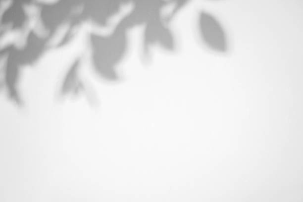 istock Abstract natural tree leaves shadow on white wall background 1343933458