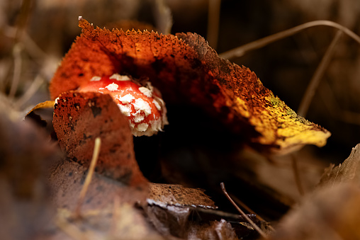 Small amanita muscaria poisonous mushroom hides under fallen leaves in autumnal forest