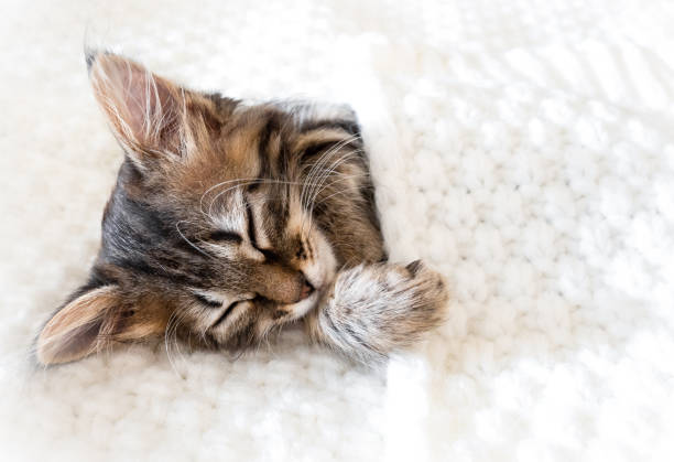istock Cute little kitten sleeps on fur white blanket with copy space 1343935278