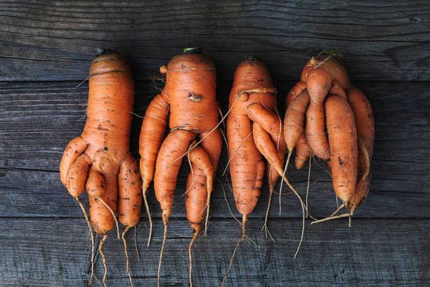 istock Carrots with twisted roots on wooden table 1343936481
