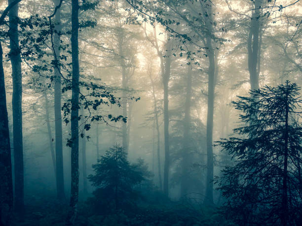 istock The Black Forest in Germany with fog. 1343937347