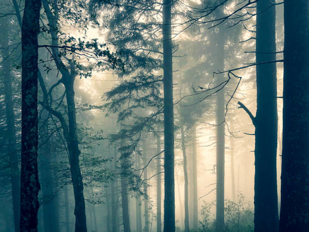 The Black Forest in Germany with fog.