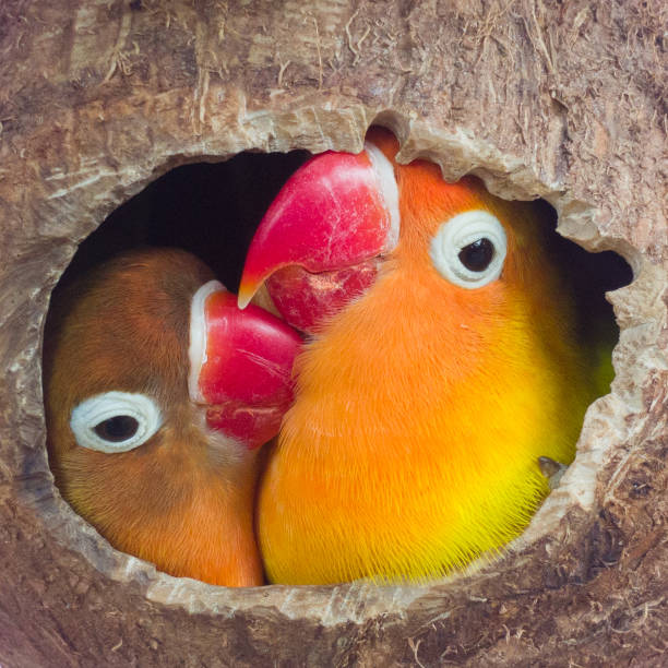 320+ Bird Nest And Lovebird Stock Photos, Pictures & Royalty-Free Images -  Istock