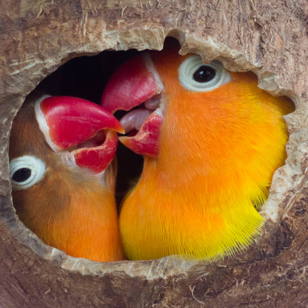 320+ Bird Nest And Lovebird Stock Photos, Pictures & Royalty-Free Images -  Istock