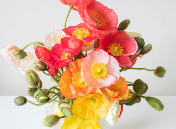 papaveri rosa, corallo, arancione e giallo dall'alto - poppy pink close up cut flowers foto e immagini stock