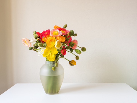 Close up of glass vase with colourful poppies on white table against beige wall