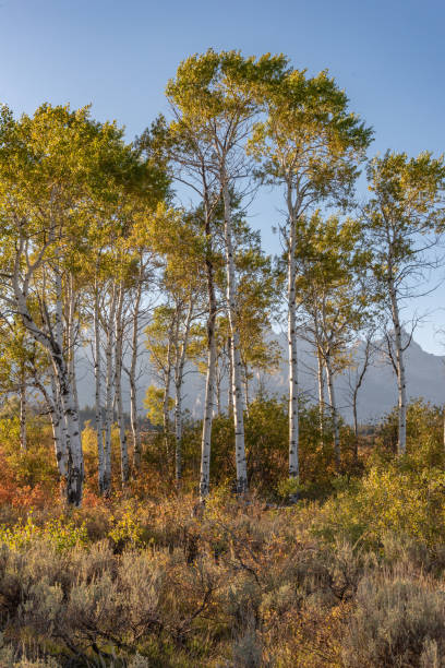 scène d’arbre d’automne au parc national de grand teton - teton range grand teton national park mountain rural scene photos et images de collection