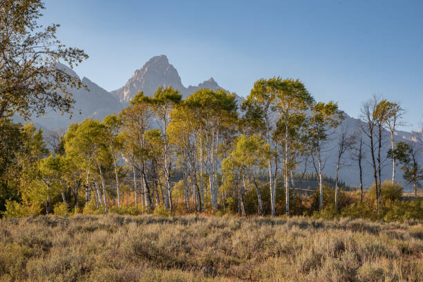 scène d’arbre d’automne au parc national de grand teton - teton range grand teton national park mountain rural scene photos et images de collection