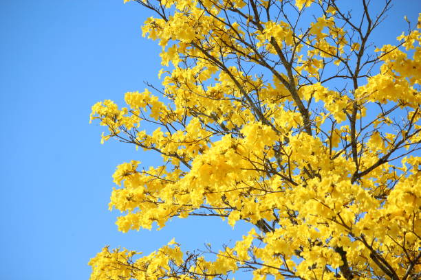 istock beautiful yellow flowers 1343951340