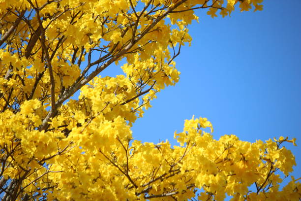istock beautiful yellow flowers 1343951344