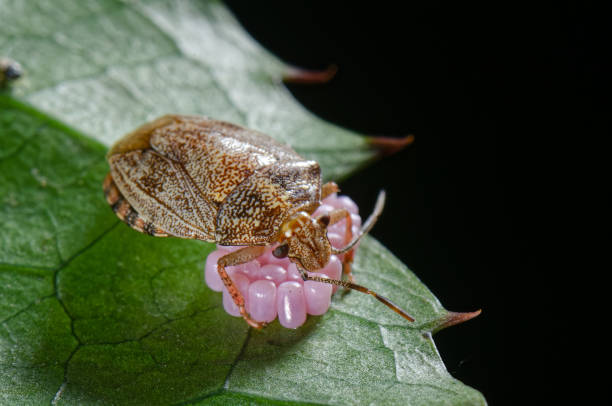 istock Nezara viridula caring for her eggs (pink color), commonly known as the southern green bug or green vegetable bug. In the sunlight. 1343951500