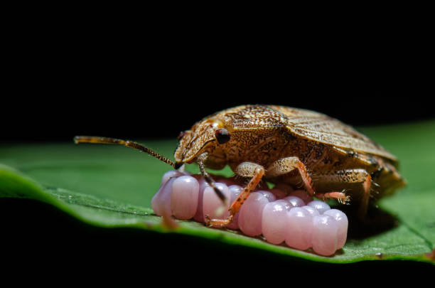 Beautiful giraffe weevil moving along a leaf on the African island nation of Madagascar in the Indian Ocean.