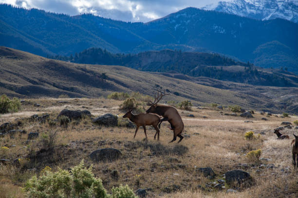 istock Elk bull (7 by 7) mating with one of his cows 1343958720
