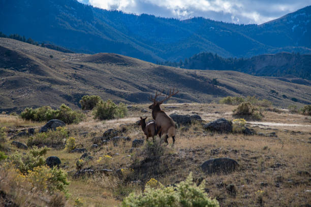 istock Elk bull (7 by 7) mating with one of his cows 1343958747