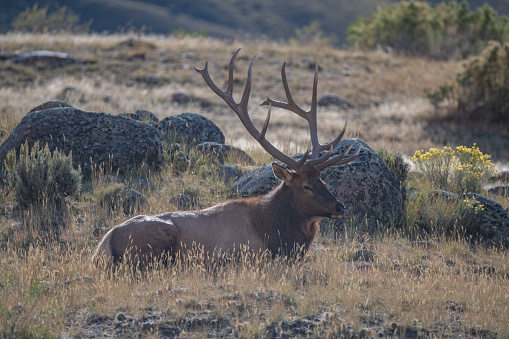 Seven point Elk bull resting after mating, won through domination over other bulls, during rutting season. This was in northern Yellowstone near Gardiner, Montana and Mammoth Hot Springs in Yellowstone National Park USA. Closest larger cities are Bozeman and Billings, Montana in western USA.