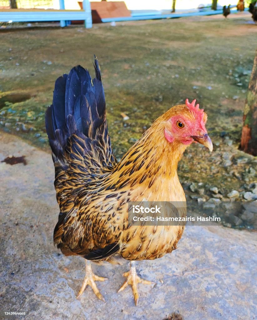 Serama The Serama, also called the Malaysian Serama, is a bantam breed of chicken originating in Malaysia within the last 50 years. Agriculture Stock Photo