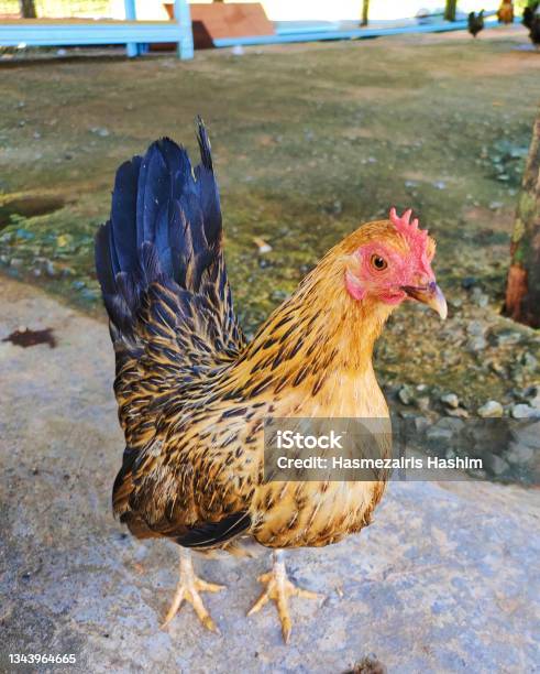 Serama Stock Photo - Download Image Now - Agriculture, Animal, Animal Body Part