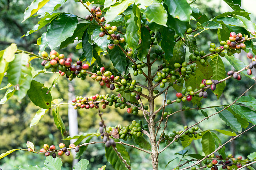 Coffee beans on a plant with blurred foreground and background.