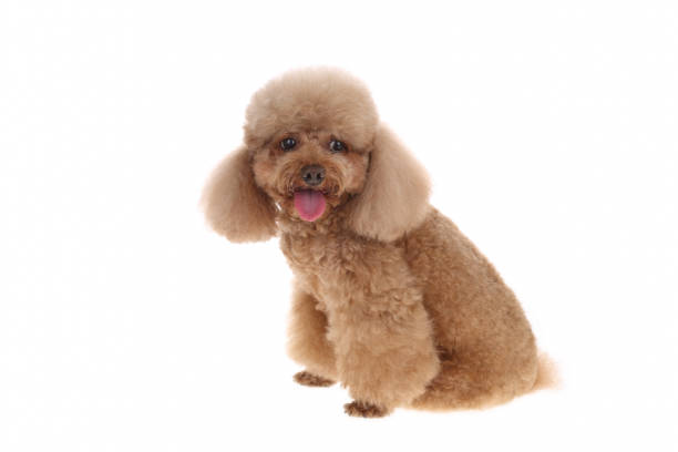 istock A little brown poodle on white background 1343968068