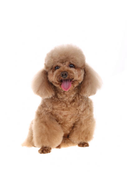 istock A little brown poodle on white background 1343968072
