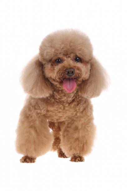 istock A little brown poodle on white background 1343968078