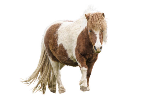 Dwarf Horse On White Background