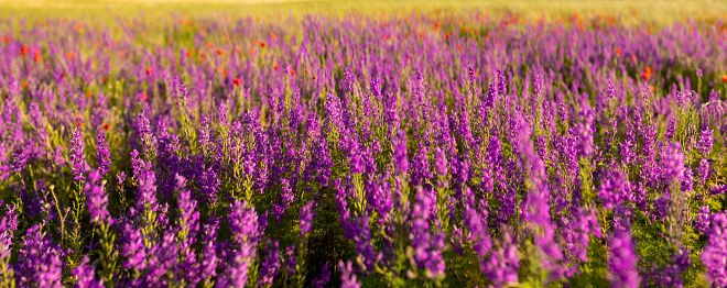 beautiful field of wildflowers. selective focus