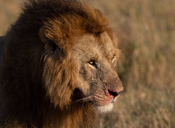 istock A Male Lion in the Maasai Mara 1343974201