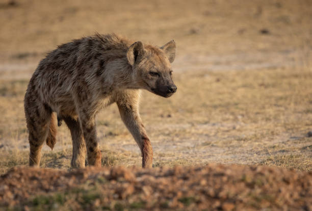 istock Hyena in the Mara, Africa 1343974247
