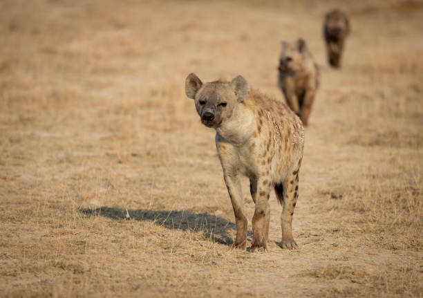 istock Hyena in the Mara, Africa 1343974296