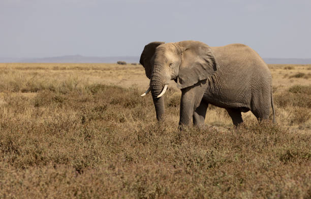 istock An Elephant in Africa 1343974302