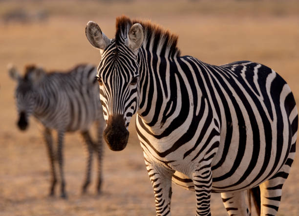 istock Zebra in the Mara, Africa 1343974381