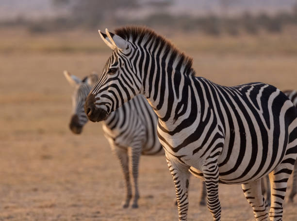istock Zebra in the Mara, Africa 1343974403