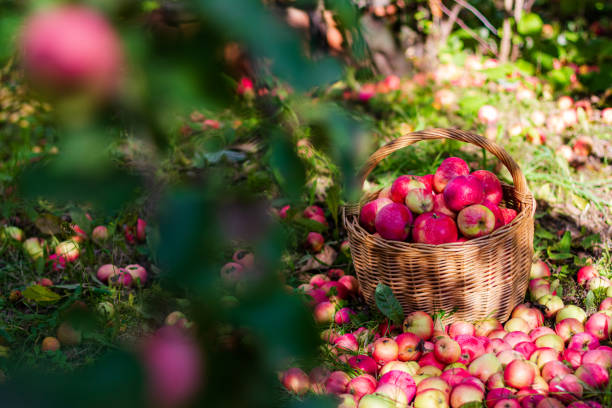 istock Tasty red apples in basket in garden 1343975155