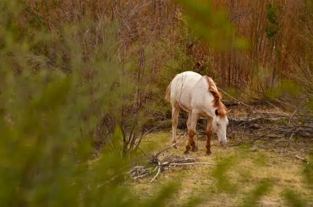 This wild horse was grazing free among the bush in Big Bend National Park in West Texas. Although beautiful and calm, these wild animals can still be dangerous if harassed