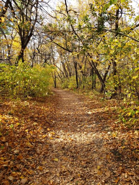 istock Peaceful autumn trail in Manitoba 1343975942