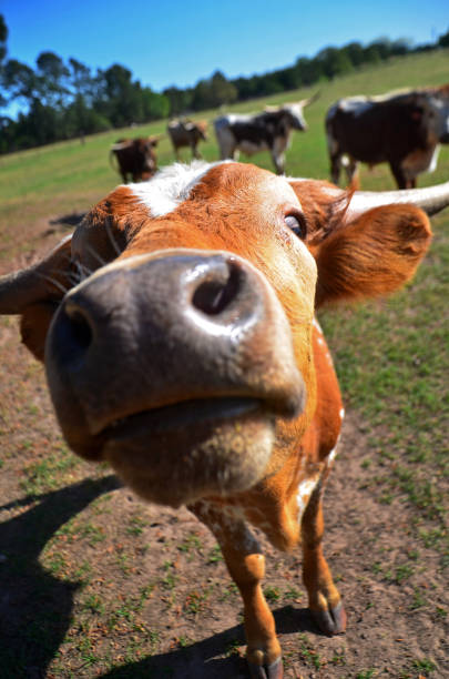 curiosité risible du bétail - texas texas longhorn cattle bull landscape photos et images de collection