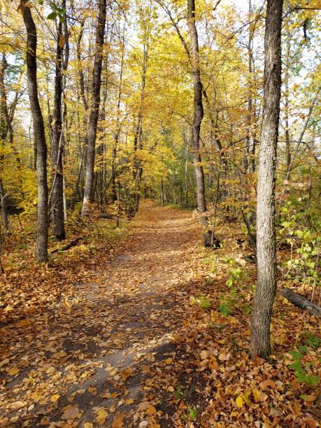 istock Peaceful autumn trail in Manitoba 1343977810