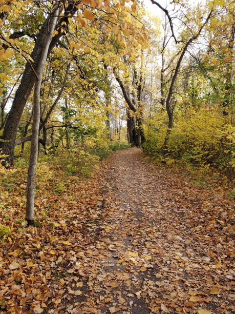 istock Peaceful autumn trail in Manitoba 1343977811