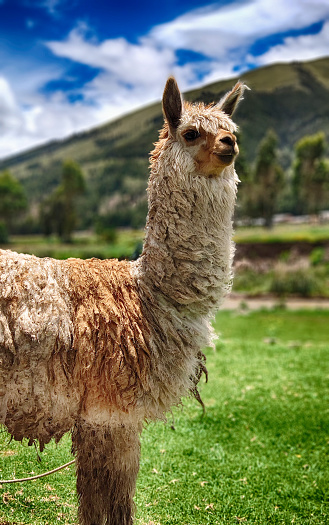 Portrait of a Llama Alpaca animal in Peru