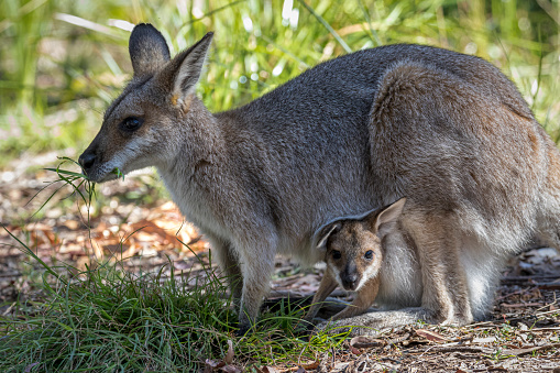 Tammar wallabies encountered along the Iron Stone Hill hike on Kangaroo Island