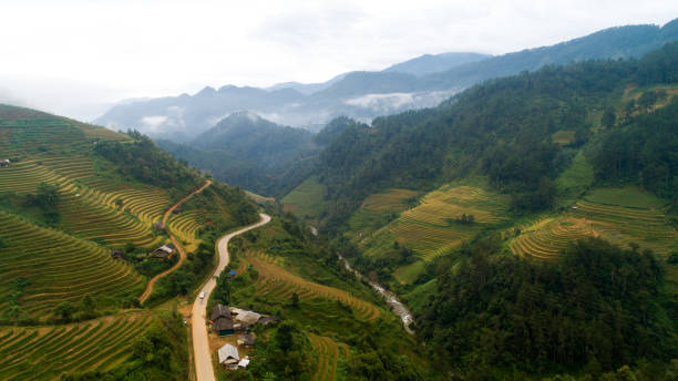istock Golden rice season on beautiful terraced fields 1343980883