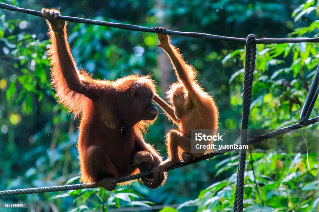 orangutans or pongo pygmaeus orangutans or pongo pygmaeus is the only asian great found on the island of Borneo and Sumatra Island of Borneo Stock Photo