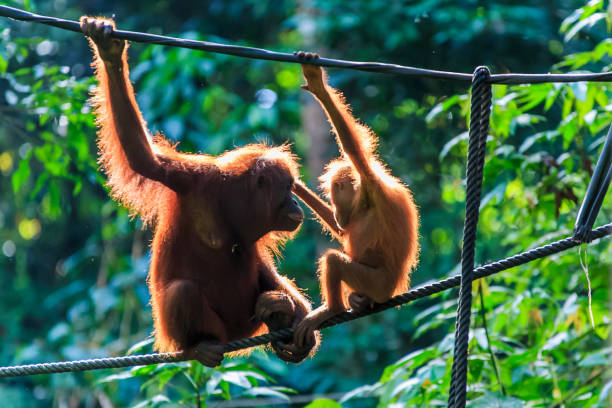 orangutans or pongo pygmaeus orangutans or pongo pygmaeus is the only asian great found on the island of Borneo and Sumatra island of borneo photos stock pictures, royalty-free photos & images