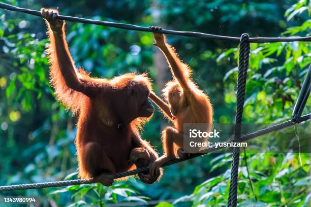 Orangutans Or Pongo Pygmaeus Stock Photo - Download Image Now - Island of Borneo, Orangutan, Ape