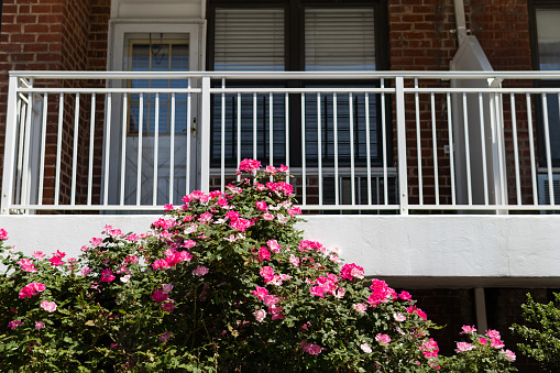 A beautiful pink rose bush in front of a typical balcony on a brick apartment building in New York City during the spring