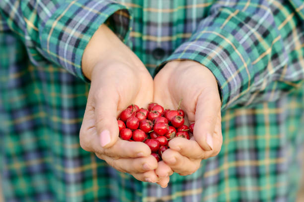 istock Woman hand holding hawthorn berry 1343981876