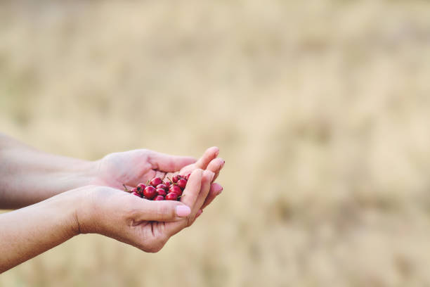 istock Woman hand holding hawthorn berry 1343981878