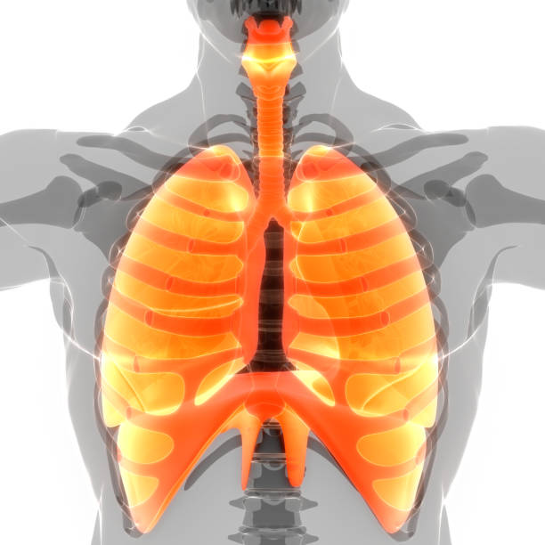 istock Human Respiratory System Lungs with Diaphragm Anatomy 1343982568